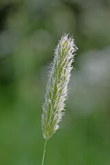 Close up image of meadow foxtail grass