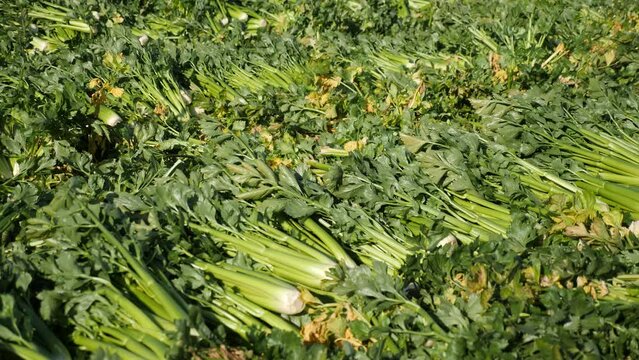 Abundance of fresh green celery harvest on plantation. Celery crop on field.