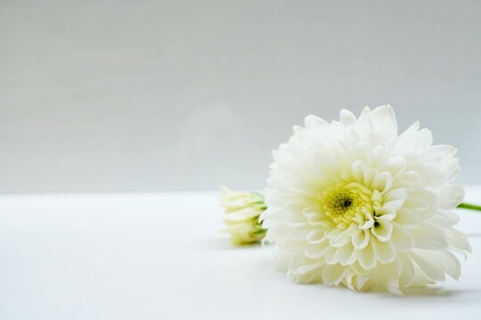 白背景に置かれた白い小菊の花と蕾、法事イメージ
