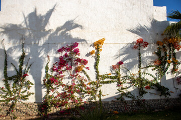 yellow and bright pink Bougainvillea flowers growing against a white painted wall with shadows of...