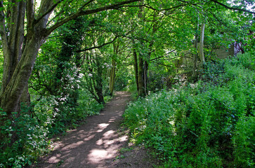 Woodland footpath with shrubs and trees
