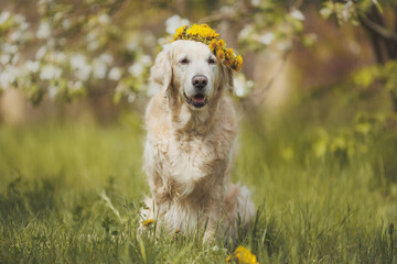 portrait of a golden retriever dog in spring in flowers