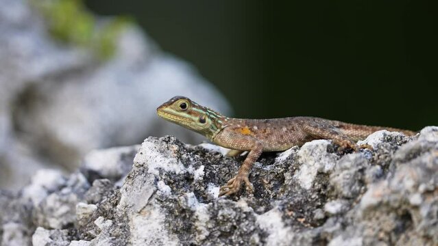 Female Red Headed Rock Agama Lizard on Rocks with Blurry Background in Florida. Close Up
