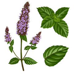 drawing mint plant with flowers and green leaves, mentha piperita, peppermint,, medicinal plant, aromatic herb, hand drawn illustration © cat_arch_angel