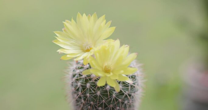 Parodia lenninghausii, Close-up yellow tower cactus with yellow flower bloom. Cactus is a popular cactus with thorns and is highly resistant to drought. 4K VDO
