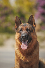 german shepherd portrait in spring in the park	
