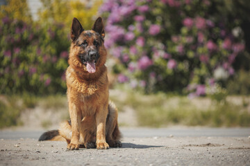 german shepherd portrait in spring in the park	
