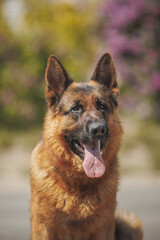 german shepherd portrait in spring in the park	

