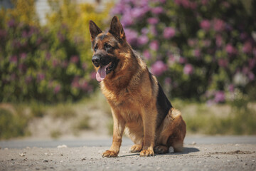 Naklejka premium german shepherd portrait in spring in the park 