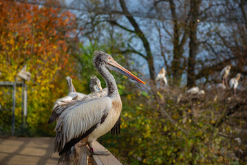 beautiful large pelican at the zoo in Prague
