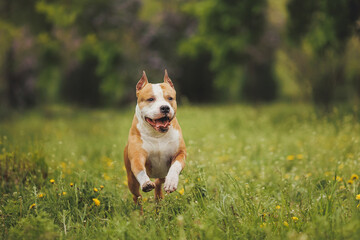 american staffordshire terrier in the park	
