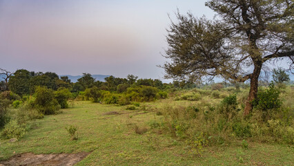 Jungle landscape. Green grass in a clearing. Thickets of bushes in the distance. A sprawling tree in the foreground. Branches against the blue sky. India.Sariska National Park.