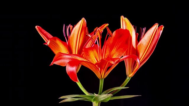 Time Lapse - Three Red Lily Flower Blooming with Black Ground