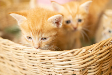 Fototapeta na wymiar cute kitten looking around, concept of pets, domestic animals.