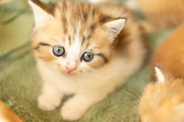 cute kitten looking around, concept of pets, domestic animals.