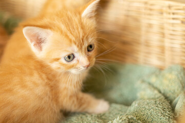 cute kitten looking around, concept of pets, domestic animals.