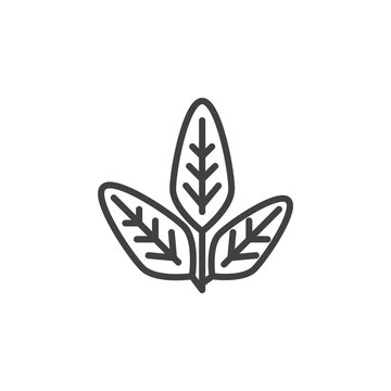 Sage herb line icon