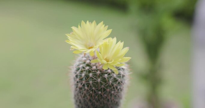 Parodia lenninghausii, Close-up yellow tower cactus with yellow flower bloom. Cactus is a popular cactus with thorns and is highly resistant to drought. 4K VDO