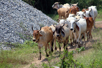 Naklejka na ściany i meble traditional native cattle farming near Kanchanaburi in Thailand on waste groundwith both adults and calves