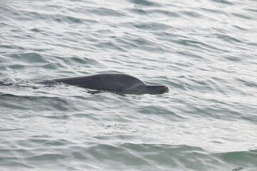 Obraz premium Dolphin in the water