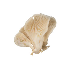 White oyster mushroom isolated. Vegan food element © berkahjayamaterial