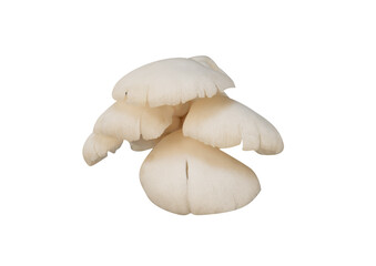 White Oyster mushroom isolated. Vegan food element