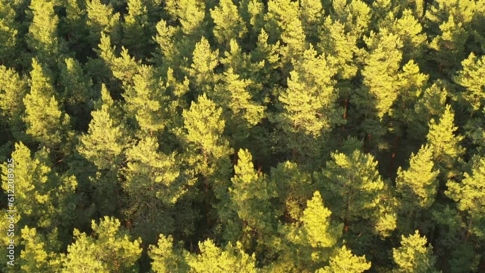 Wall mural Aerial View Of Green Pine Coniferous Forest In Landscape During Sunset In Spring. Top View From Attitude. Drone View Of European Woods At Springtime. - Wall murals