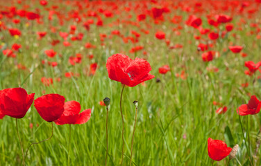 Traditional bright floral red poppy field