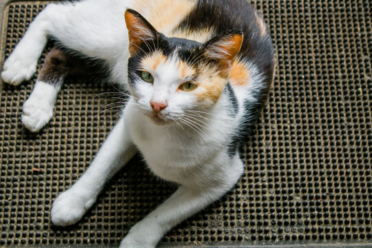 Cat