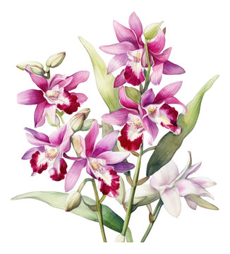 Beautiful purple Dendrobium orchids flowers. Hand drawn watercolor painting isolated Generative AI.