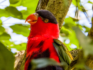 Black-capped Lory from Papua New Guinea