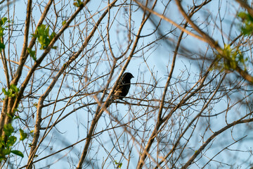 Small bird in tree in South Africa
