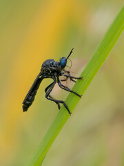 fRobber fly on leaf