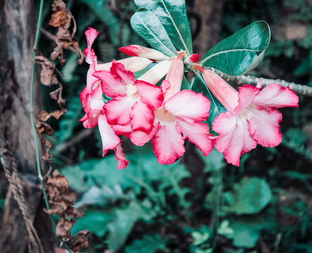Pink Flower
