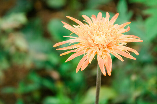 Yellow Flower