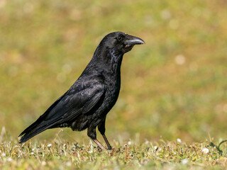 crow on the grass