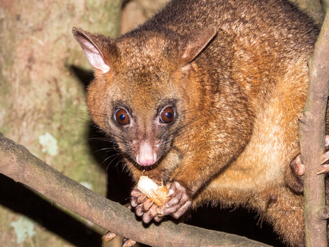 Coppery Brush-tailed Possum in Australia