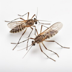 closeup Mosquitoes