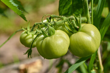 green tomatoes hanging on a branch