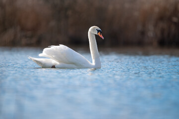 Obraz premium Schwan schwimmt im See mit reflektierendem Wasser