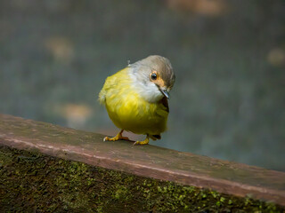 Pale Yellow Robin in Australia