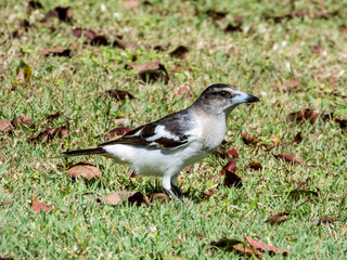 Pied Butcherbird in Australia