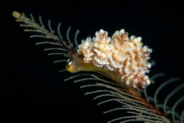 An amazing sea animal (sea slug) - Doto sp. The body length of this creature is about 10 mm. Underwater macro life of Tulamben, Bali, Indonesia.