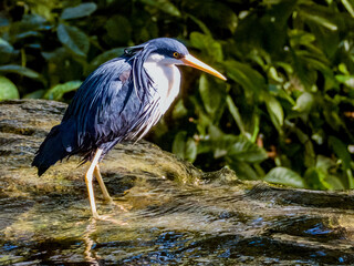 Pied Heron in Australia
