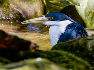Pied Heron in Australia