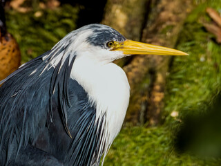 Pied Heron in Australia