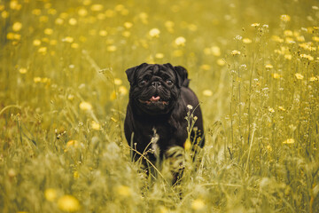 dog pug in the park	
