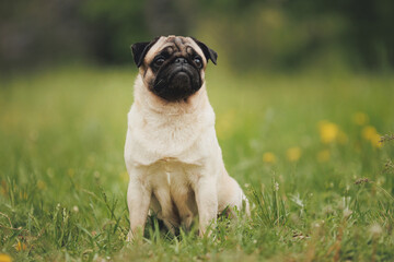 Obraz premium dog pug in the park 