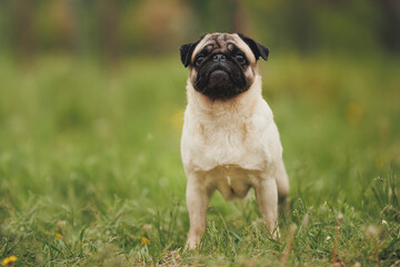 dog pug in the park	
