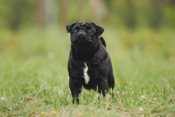 dog pug in the park	
